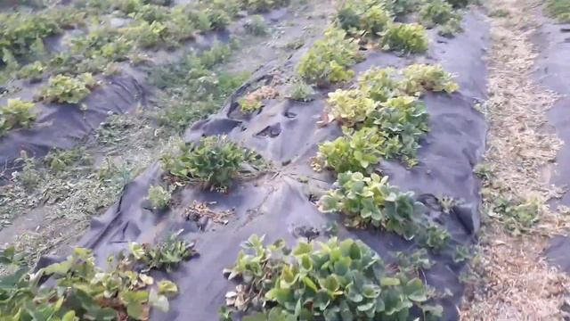 Что будет если поливать клубнику холодной водой смотреть онлайн