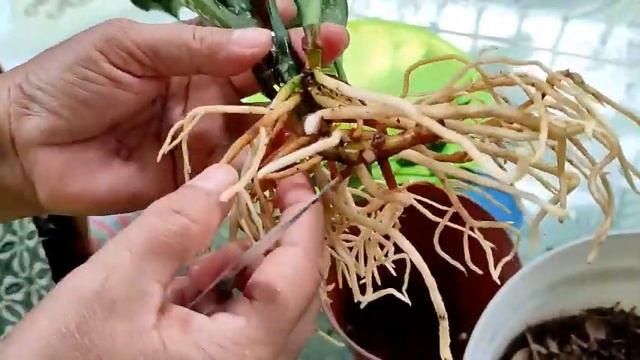 Repoting Aglaonema Venus смотреть онлайн