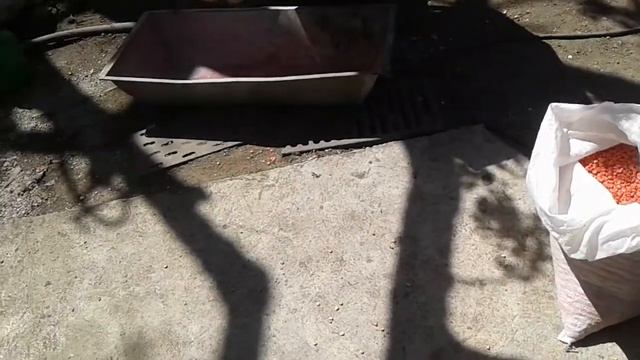 Протравка кукурузы смотреть онлайн