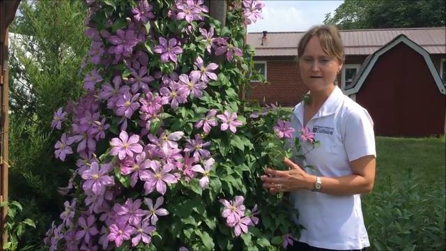 Clematis смотреть онлайн