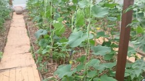 как формировать арбузы и дыни в теплице