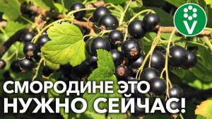 БУДУТ ЗДОРОВЫЕ КУСТЫ И МНОГО ВКУСНЫХ ЯГОД! Вот как поддержать смородину после сбора урожая!
