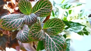 КОМНАТНЫЕ РАСТЕНИЯ С ПЕСТРЫМИ ЛИСТЬЯМИ И ЦВЕТУЩИЕ КОМНАТНЫЕ РАСТЕНИЯ