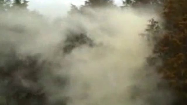 Пыльное дерево смотреть онлайн