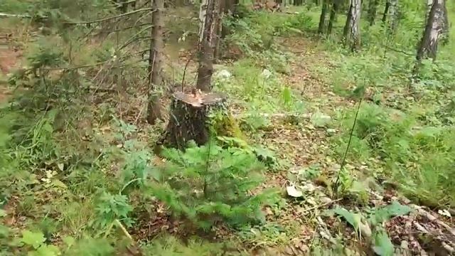 На колени перед грибами#влог#сибирь#дача#грибы#заготовкиназиму смотреть онлайн