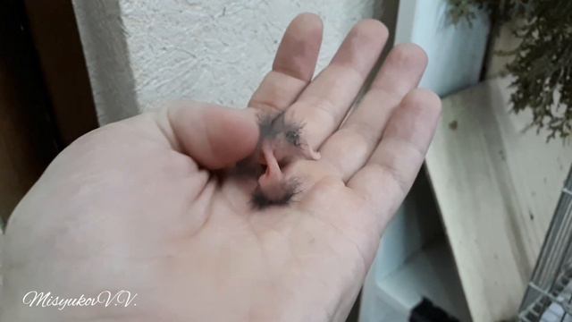 Вылупился птенец смотреть онлайн