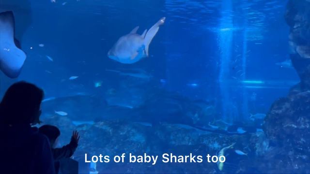Vlogmas day 31: COEX Mall: Starfield Library + COEX Aquarium tour смотреть онлайн