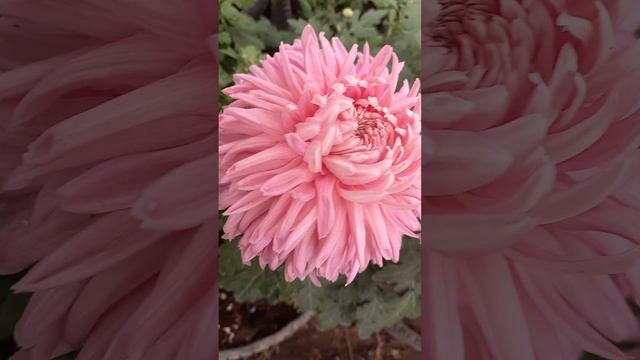 Rose dew , сорта хризантемы #цветыдлядома #цветы смотреть онлайн