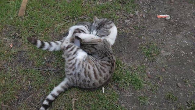 Игры котов. смотреть онлайн