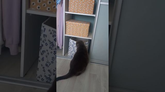 Mission Impossible: Chester the Cat and the Box. смотреть онлайн