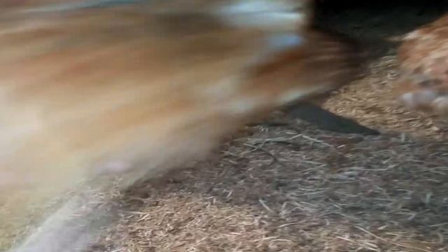 Домашняя курочка или несушка кросс? смотреть онлайн