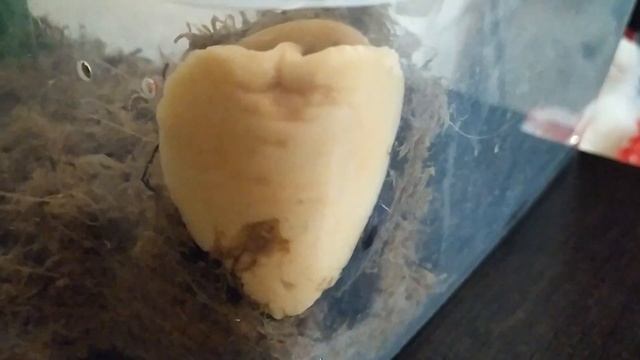 Как СПЯТ улитки. Что случилось с ЯЙЦАМИ Каи!? смотреть онлайн