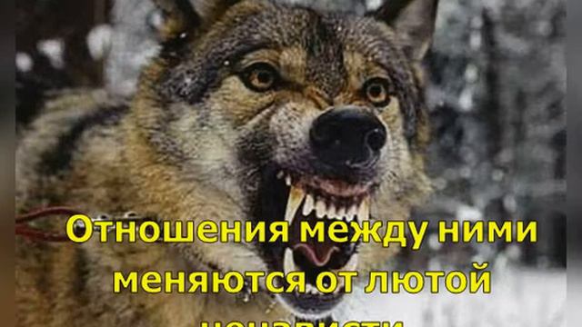 Весьегонская волчица смотреть онлайн