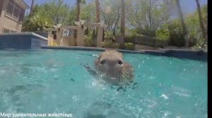 Удивительные капибары:  гигантские грызуны #капибары #животные #экзотические #тропическийлес