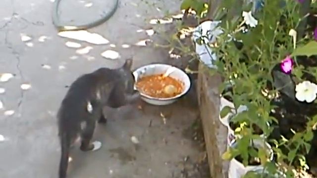 кот ест суп