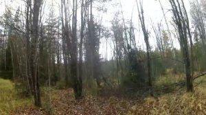 Съездили в лес.Нарубили кучу чаги.Заработок на сборе чаги.