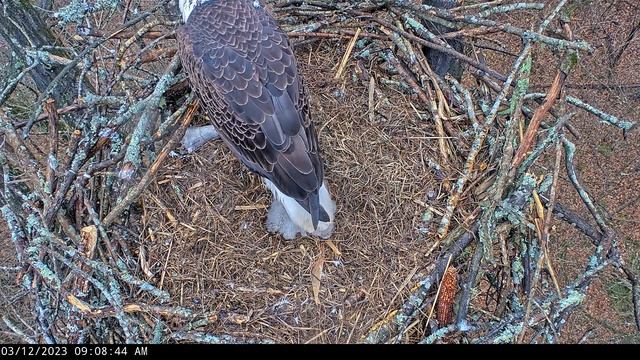 Dale Hollow Eagle Camera 12.03.2023 09:00 смотреть онлайн