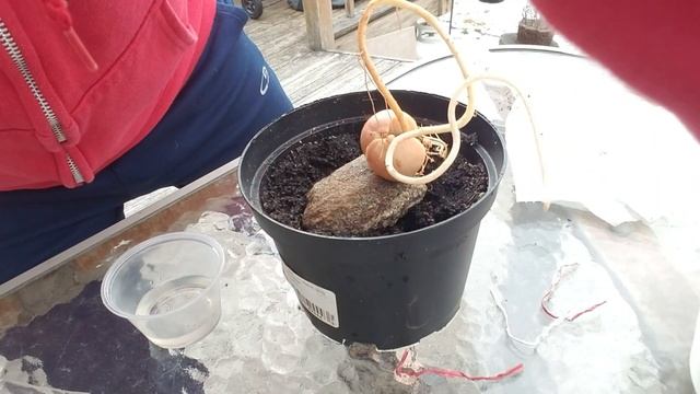 Step By Step Guide To Make Bonsai Tree From Avocado Seeds Grown At Home смотреть онлайн