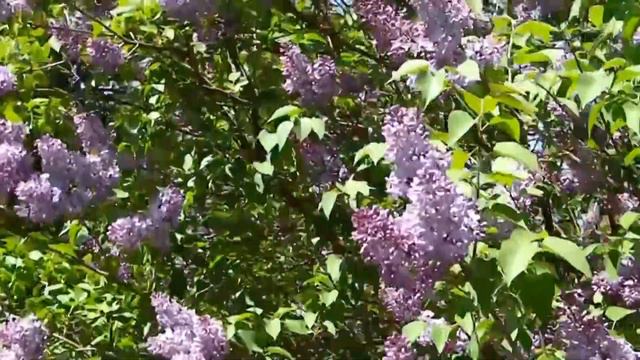 Закипела сирень. Константин Шевченко смотреть онлайн