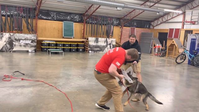Sable German Shepherd Super Dog "Dallas" 7.5 MO Powerhouse Protection Demonstration @ PDS смотреть онлайн