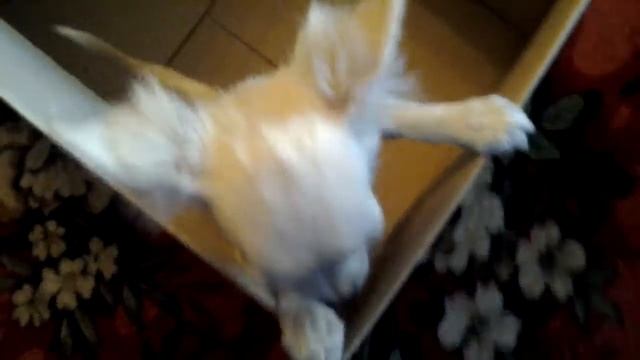 Ржачь! Домик для Чихуахуа. смотреть онлайн