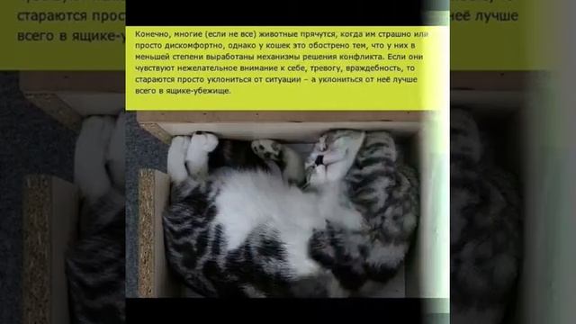 Почему кошек тянет в коробки? смотреть онлайн