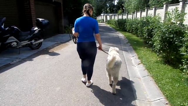 Дрессировка щенка. Учимся подчинению. смотреть онлайн