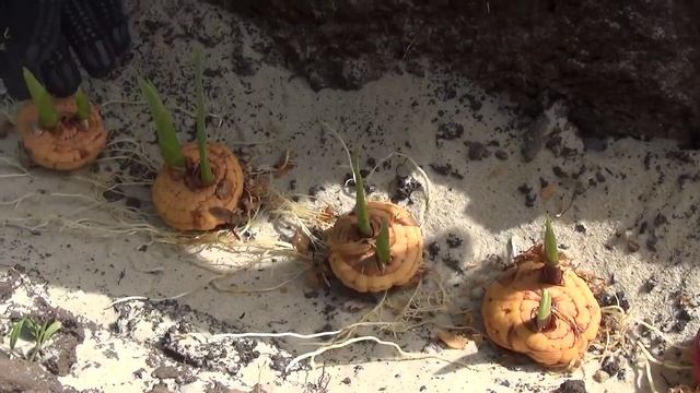 Высаживаем луковицы гладиолусов. Planting bulbs Gladiolus смотреть онлайн