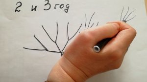 ОБРЕЗКА И ФОРМИРОВКА АБРИКОСА 3,4 год