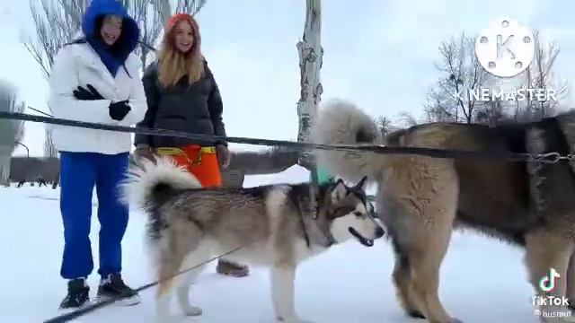 *BONG*| Тик ток собаки часть 0 смотреть онлайн