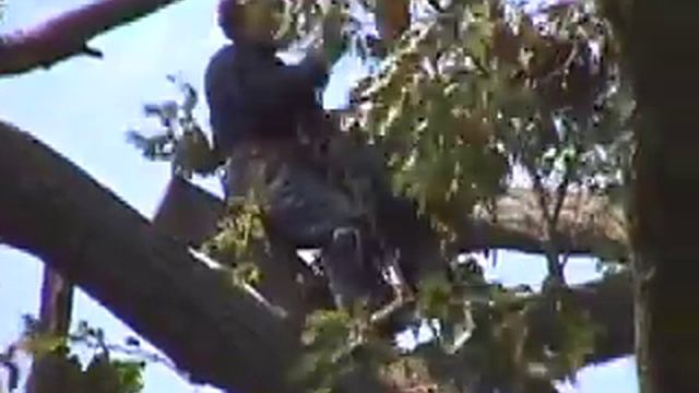 Harps and Chainsaws смотреть онлайн