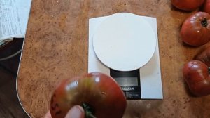 Томат Гном Розелла пурпурная