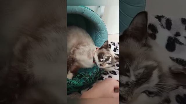 Кошка рожает/ Муся родила!/ 7 котят роды!!/ смотреть онлайн