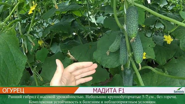 Ассортимент ООО АТФ АГРОС огурцы смотреть онлайн