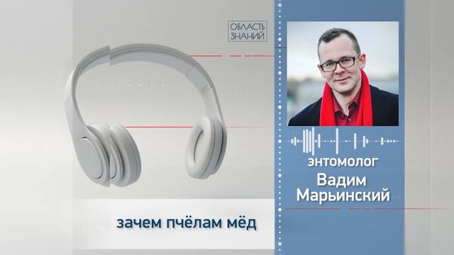 Зачем пчёлам мёд? Лекция энтомолога Вадима Марьинского смотреть онлайн