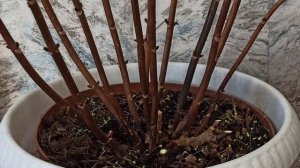 Обрезка крупнолистной гортензии зимой и весной. Не хочет цвести.