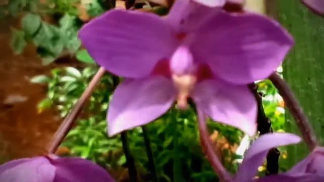 awesome natural beauty.. смотреть онлайн