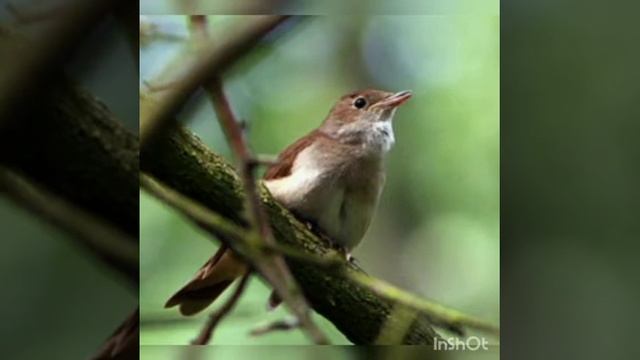 Соловей А.Дельвиг смотреть онлайн