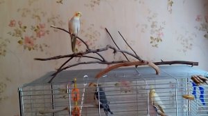 Утреннее пение   самца кореллы.