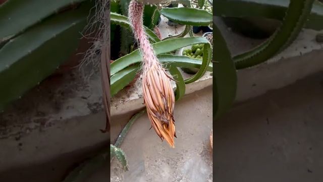 Selenicereus grandiflorus #cactus #cactusflower #cactusmania #cactusflowers #matloobali смотреть онлайн