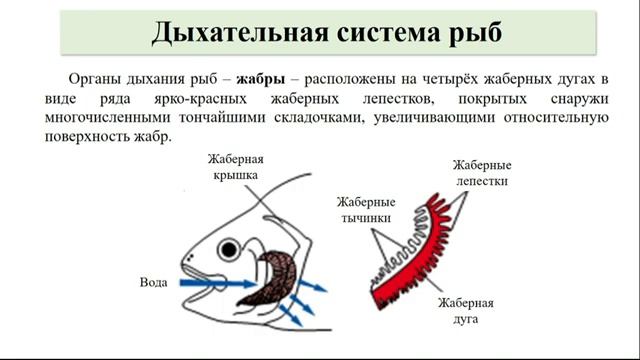 Тип Хордовые. Тема 27. Системы внутренних органов рыб: строение функции