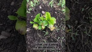 Почему у гортензии желтеют листья