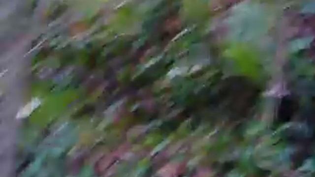 Setter sur un arbre perché chasse à la bécasse смотреть онлайн