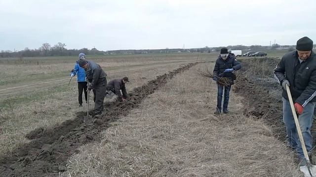 Посадка лип