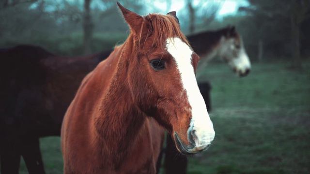 Horse/mountains/ Life/ Дикие Лошади смотреть онлайн