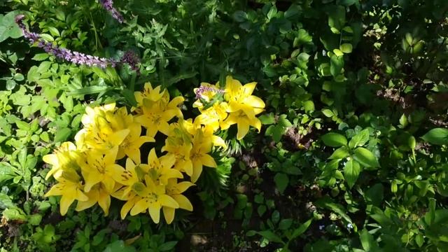 Лилия Солар Джой (Lilium Solar Joy) 2.07.20 смотреть онлайн