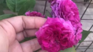 Синяя Роза Purple Lodge в моем саду (обзор розы).