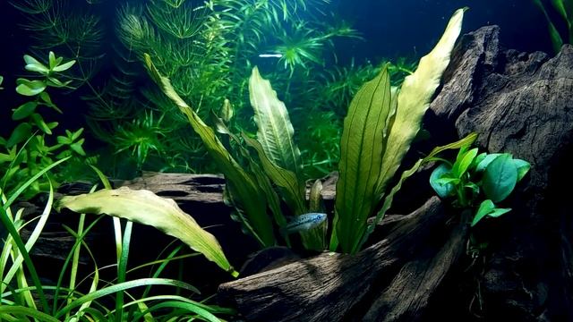 Trichopsis pumila \ Карликовые гурами смотреть онлайн