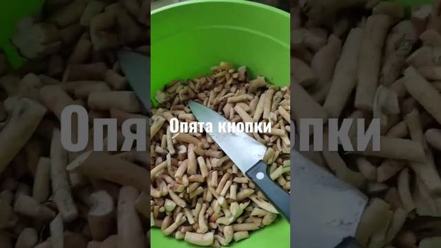 опята как их много смотреть онлайн