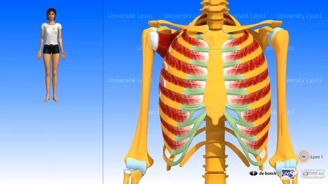 Muscle dentelé antérieur (grand dentelé) смотреть онлайн